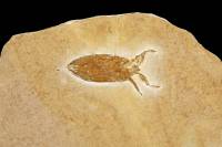 Insecte fossile (Albien-Aptien, Brésil)